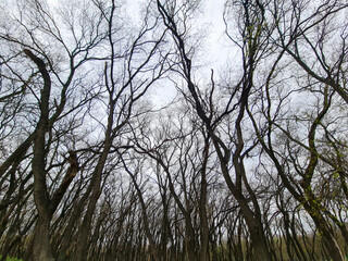 Looking Up View At Trees Green