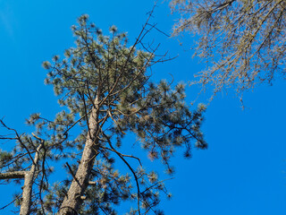 Looking Up View At Trees Green