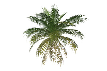 Palm Tree Leaves Transparent Background. Isolated Graphic 3D Render