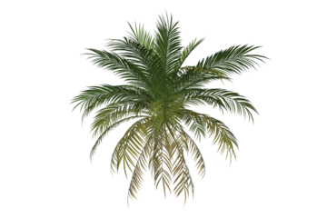Palm Tree Leaves Transparent Background. Isolated Graphic 3D Render