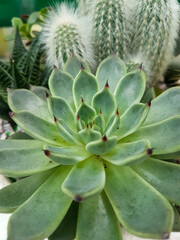 Miniature home flowers succulents and cactus in the greenhouse Nature background