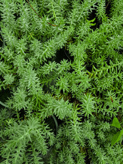Miniature home flowers succulents and cactus in the greenhouse Nature background
