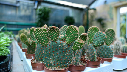 Miniature home flowers succulents and cactus in the greenhouse Nature background