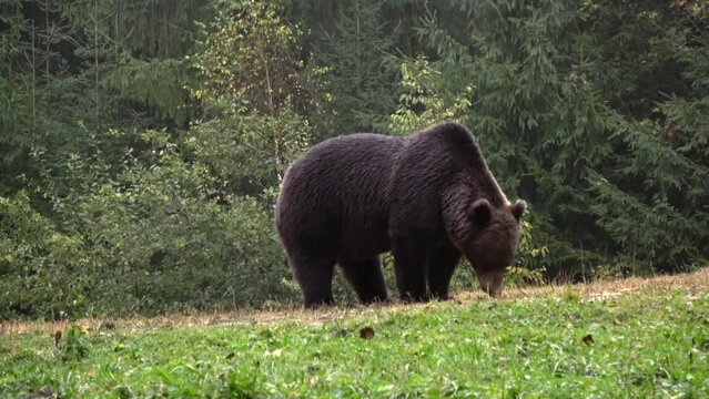 Brown bear feeding grass, medium shot
Romania Brown bear wildlife, 2022
