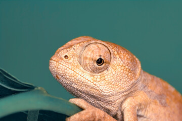 Macro shots, Beautiful nature scene , baby green chameleon sitting on flower in a summer garden.