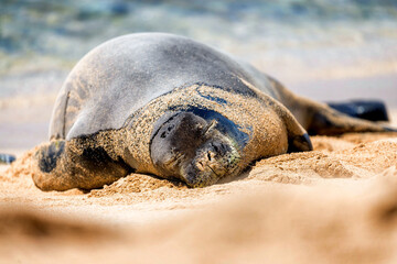Fototapeta premium Lazy Seal sun bathing on the beach in Maui