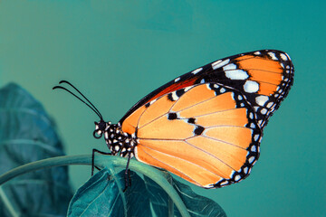 Macro shots, Beautiful nature scene. Closeup beautiful butterfly sitting on the flower in a summer garden.