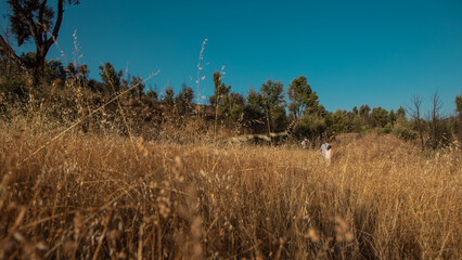 grass and sky