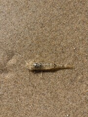 A shrimp lies well camouflaged in the sand of the North Sea 