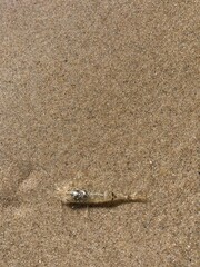 A shrimp lies well camouflaged in the sand of the North Sea 