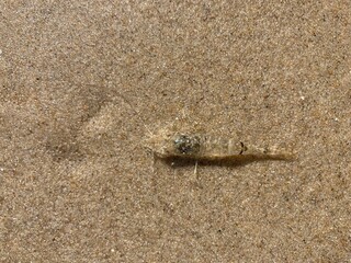 A shrimp lies well camouflaged in the sand of the North Sea 