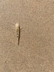 A shrimp lies well camouflaged in the sand of the North Sea 