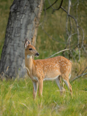 Naklejka na ściany i meble whitetail deer fawn in the woods