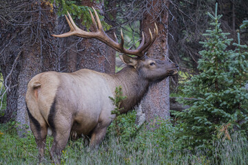 rocky mountain bull elk in the woods