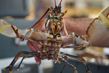 Caucasian man holding fresh, live lobster, close up of underside of live lobster