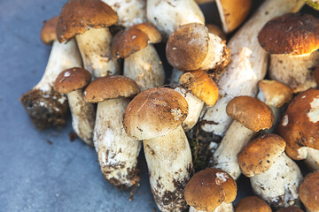 Autumn fall composition. Raw edible mushrooms Penny Bun on dark black stone shale background. Ceps over gray table. Cooking delicious organic mushroom gourmet food. Flat lay top view