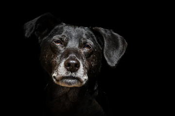 Portrait von schwarzem Hund vor schwarzem Hintergrund