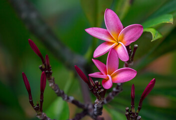 Exotic Tropical Flower White Resort, Travel Vacations Luxury Freshness Maldives Thailand, Indonesia...