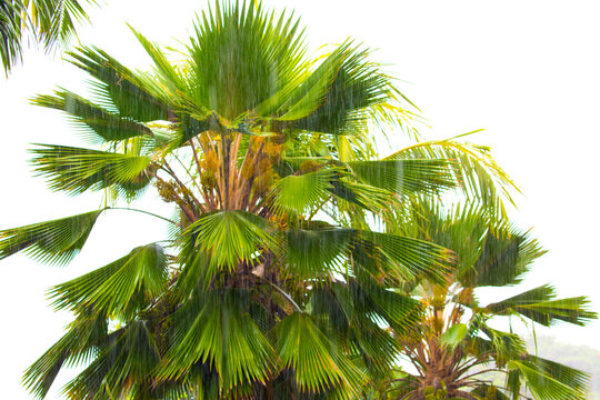 Tropical rain, season of precipitation. Rain on the background of defocused palm leaves.
