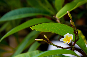 Obraz premium Exotic Tropical Flower White Resort, Travel Vacations Luxury Freshness Maldives Thailand, Indonesia Bora Bora Sri Lanka Bali Dominican Republic as background Jamaica Cuba Hawaii Egypt