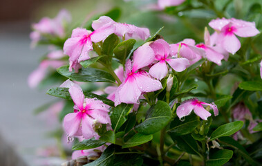 Exotic Tropical Flower White Resort, Travel Vacations Luxury Freshness Maldives Thailand, Indonesia...