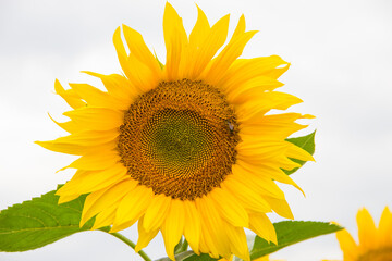a bright yellow sunflower sits in a field. Clouds on background