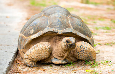 Gigantic Turtles in Seychelles, Rare Endemic Species, Giant Turtle, Aldabra Island, Population, Gigantic Turtles in Seychelles, Rare Endemic Species, Giant Turtle, Aldabra Island.