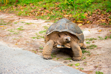 Gigantic Turtles in Seychelles, Rare Endemic Species, Giant Turtle, Aldabra Island, Population, Gigantic Turtles in Seychelles, Rare Endemic Species, Giant Turtle, Aldabra Island.