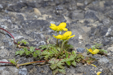 fleur plante cailloux pousse jaune gris