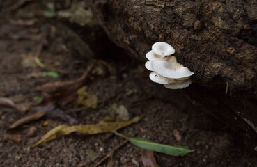 Oyster mushrooms close-up in the forest, autumn harvest, the concept of vegetables and raw food. Tropical mushrooms.