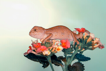 Macro shots, Beautiful nature scene , baby green chameleon sitting on flower in a summer garden.