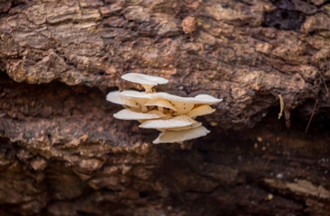 Oyster mushrooms close-up in the forest, autumn harvest, the concept of vegetables and raw food. Tropical mushrooms.
