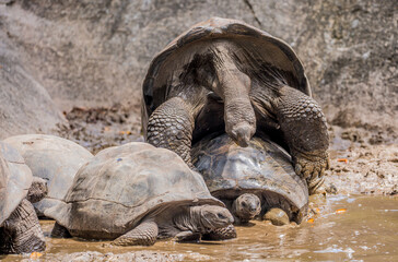 Gigantic Turtles in Seychelles, Rare Endemic Species, Giant Turtle, Aldabra Island, Population,Gigantic Turtles in Seychelles, Rare Endemic Species, Giant Turtle, Aldabra Island, Population, in Water
