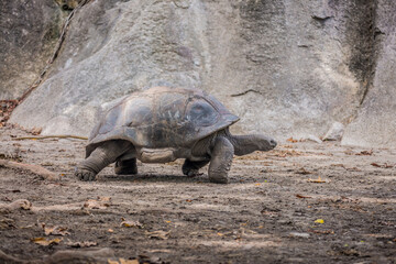 Fototapeta premium Gigantic Turtles in Seychelles, Rare Endemic Species, Giant Turtle, Aldabra Island, Population,Gigantic Turtles in Seychelles, Rare Endemic Species, Giant Turtle, Aldabra Island, Population, in Water