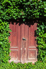 Fototapeta na wymiar An old wooden door in a wall covered with green ivy