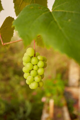 Uvas