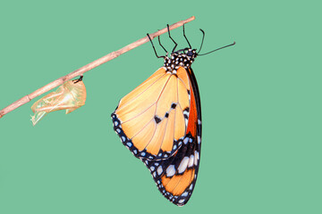 Amazing moment ,Monarch Butterfly , pupa and emerging with clipping path.