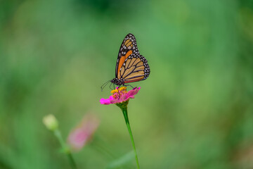 butterfly on flower