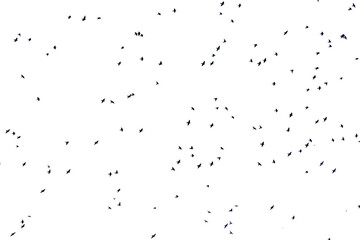 Exposed white sky full of birds flying overhead