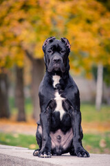 A big dog with cute eyes sits against the background of autumn trees. Cane Corso 