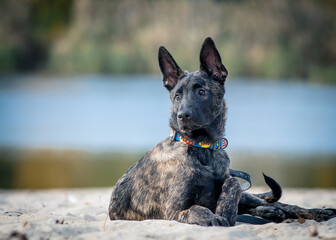 A cute puppy of a beautiful color poses for a photo on the background of the water. dutch shepherd,...