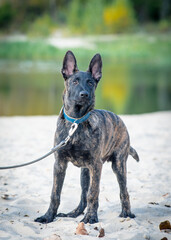 A large dog of a beautiful color poses for a photo. dutch shepherd, herder