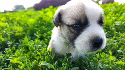 Little cute puppy looks into the lens.