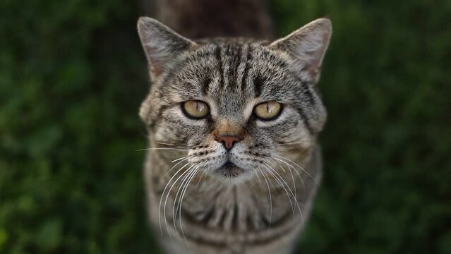 Portrait of cute adult british striped cat with beautiful eyes sitting outdoors. Funny tabby pet on green grass background. Domestic animal cat looking in camera. Having long whisker