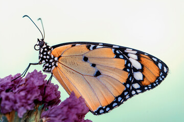 Macro shots, Beautiful nature scene. Closeup beautiful butterfly sitting on the flower in a summer garden.