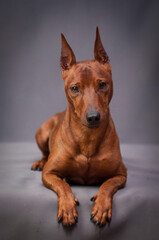 Brown dog with beautiful ears lies on a gray background. The breed of the dog is the Zwerg Pinscher
