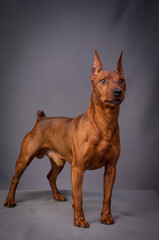 Brown dog with beautiful ears stands on a gray background. The breed of the dog is the Zwerg...