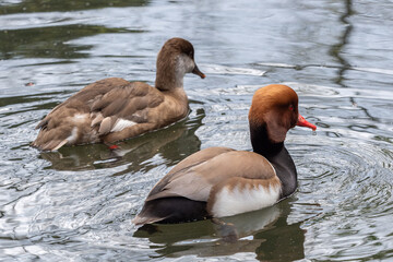 Red-crested pochard on the pond, Netta rufina