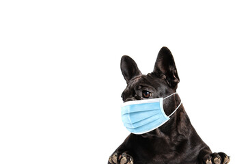 Close-up portrait of a dog in a medical mask, looking away. Black french bulldog.
Isolated. Place for writing text.