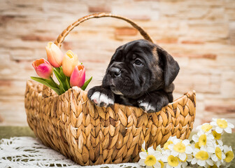 Cute black puppy lies in a basket near flowers on the background of a stone wall. Cane Corso